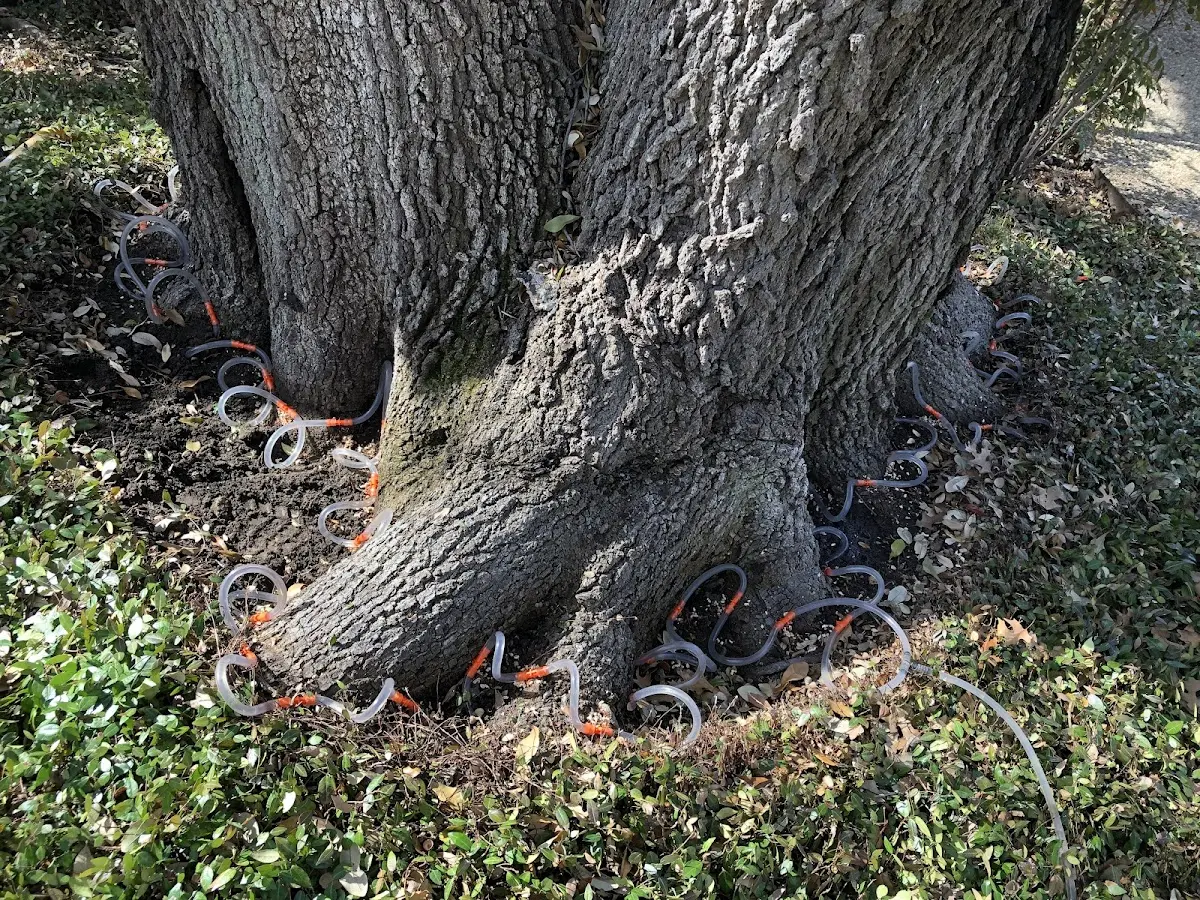 Detailed Tree Cabling and Bracing job site in Decatur